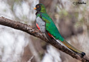 Trogon elegans